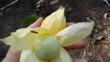 leguma rara