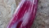vanata rara