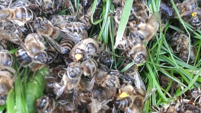 Teiul a devenit toxic pentru albine! Stupar: ”Am un pumn de albine ...
