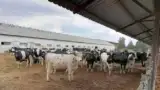 ferma-vaci-cai-curtici-lapte