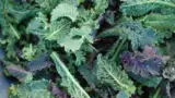 salata-kale