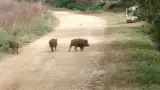 porci-liberi