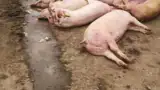 ferma-porci-macea-dimitrie-musca-ppa-12