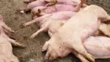 ferma-porci-macea-dimitrie-musca-ppa-13