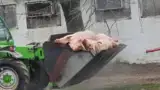ferma-porci-macea-dimitrie-musca-ppa-14