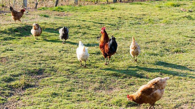 Este consumul ouălor de la țară etic?