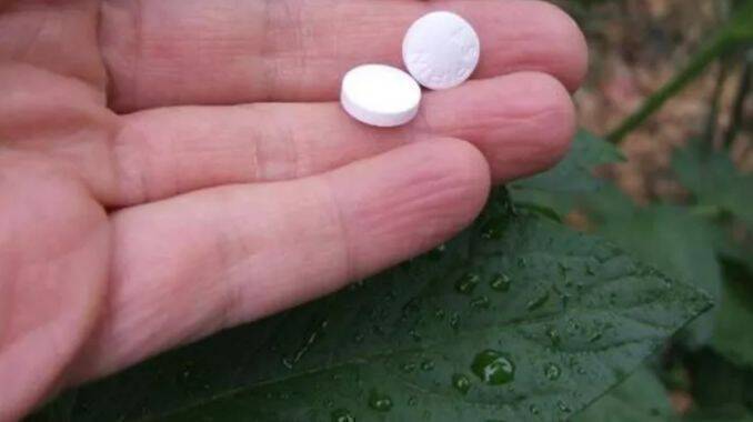 Aspirina - beneficii pentru plante și flori