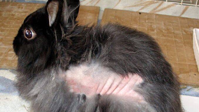 Căderea părului la iepuri: cauze, prevenire