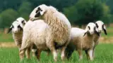 Brillenschaf-oaie-doi-miei