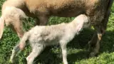 Brillenschaf-rasa-ovine-carne