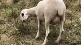 Brillenschaf-rasa-ovine-productie