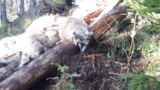 Complain Oblong protest Imagini de coșmar la o stână: Lupii au ucis în plină zi 65 de mioare aflate  pe pășune!