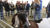 Forta Fermierilor Expo prima zi (34)