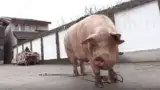 cel-mai-mare-porc-ignat