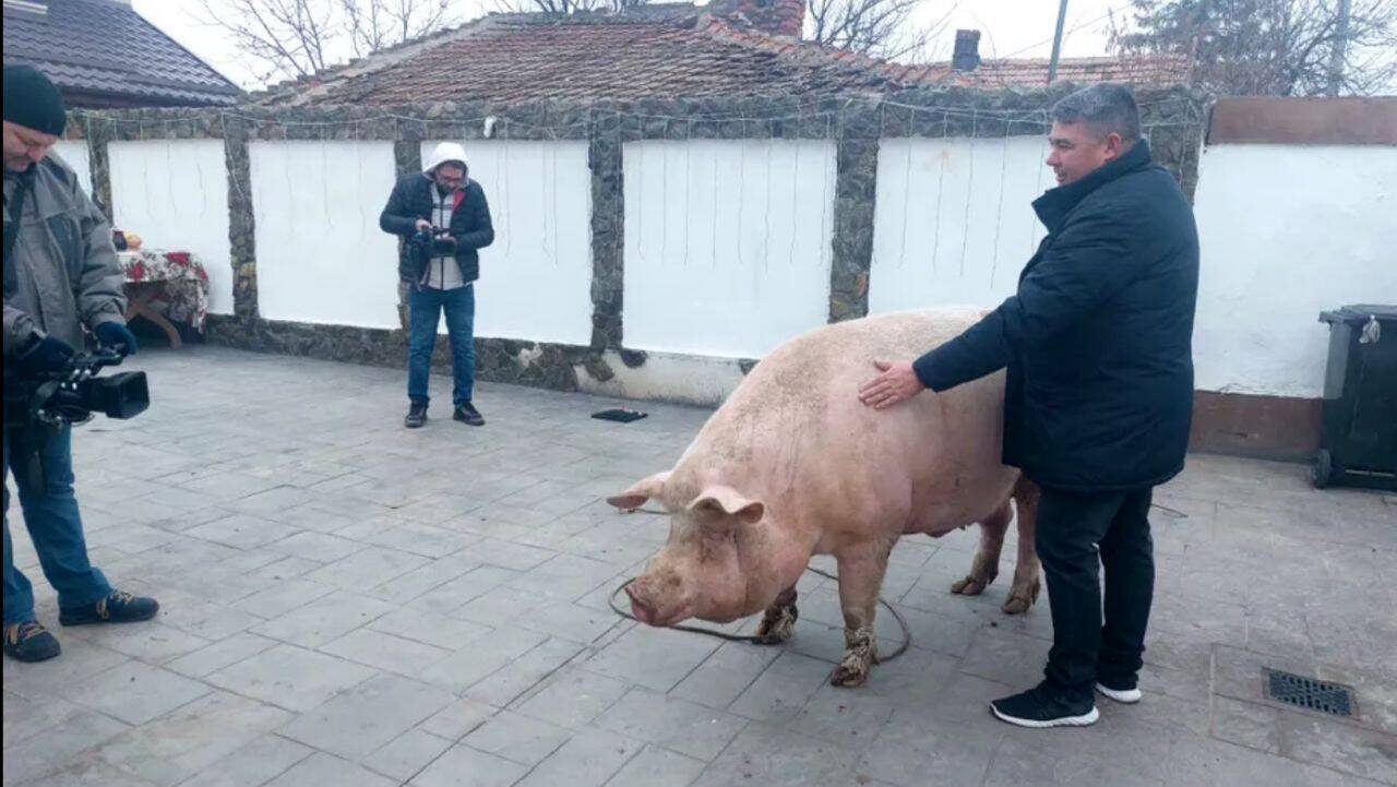 marcel-porc-romania