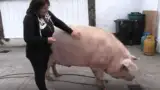 porc-urias