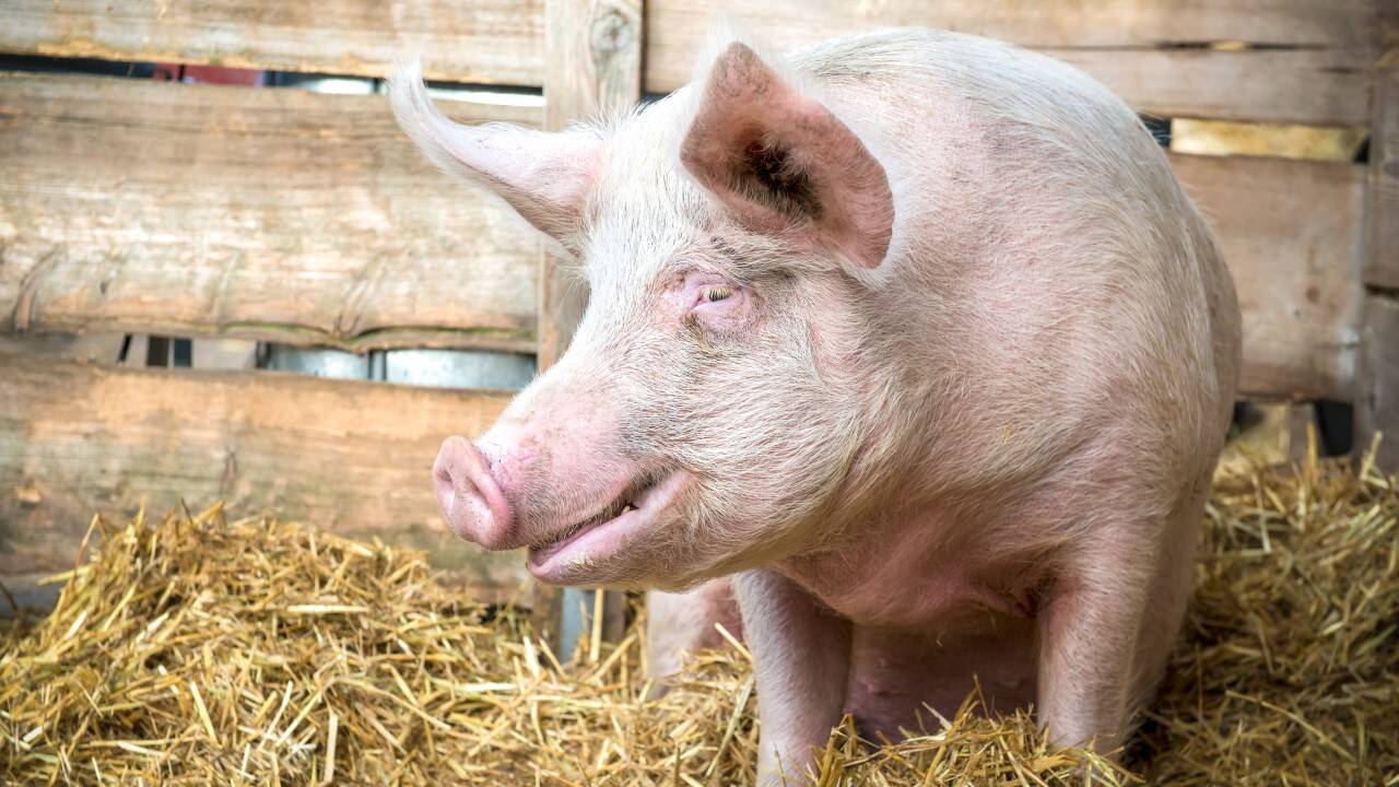 Prețul unui kilogram de carne de porc, în viu, la poarta fermei ...