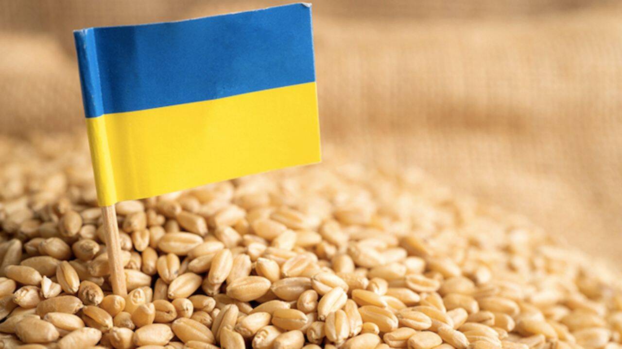 steagul Ucrainei infipt in graunte de cereale