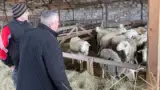 daniel-buda-la-ferma-ovine