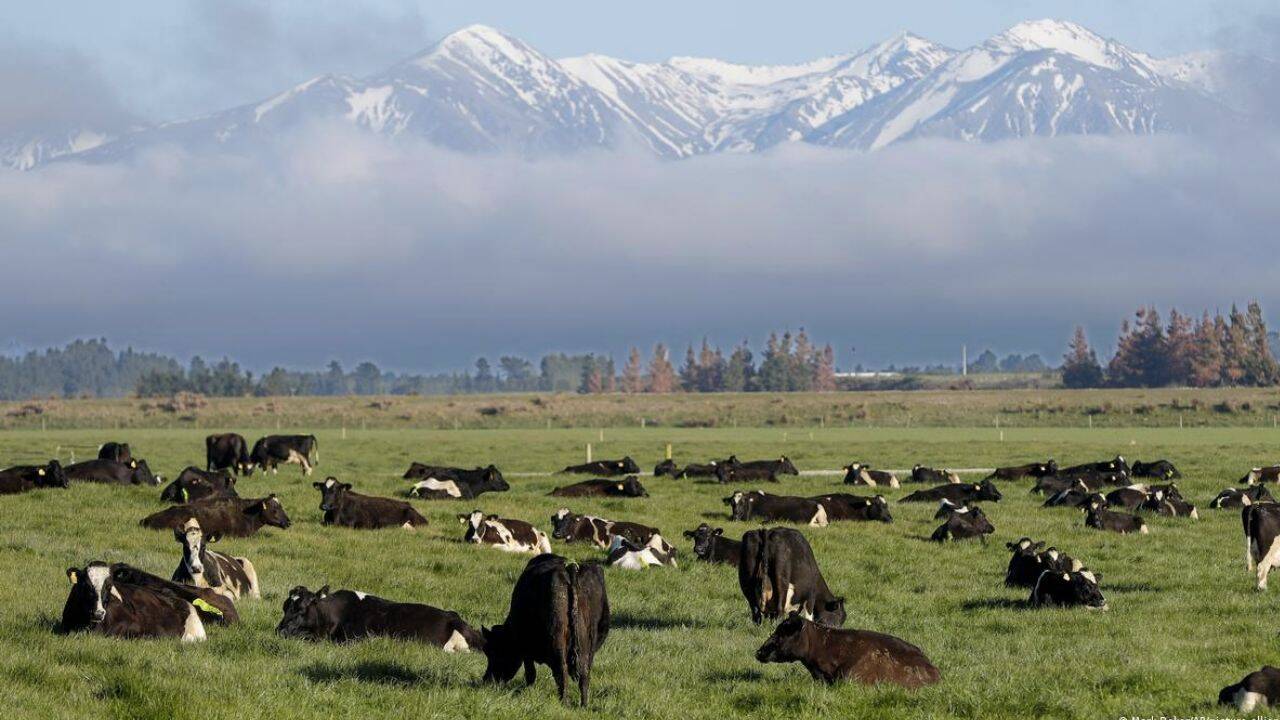 vaci pascand in Noua Zeelanda