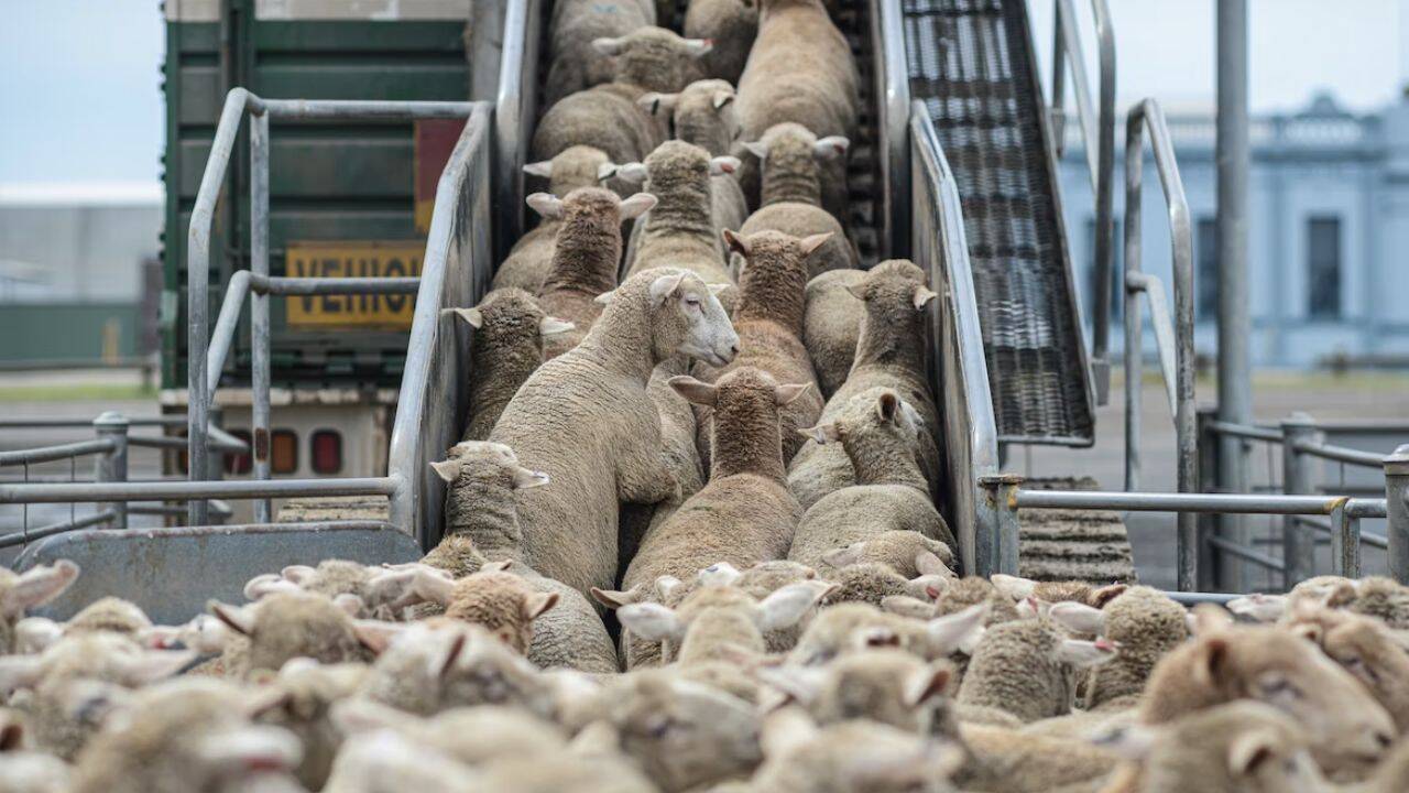 o turma de oi imbarcate intr-un mijloc de transport