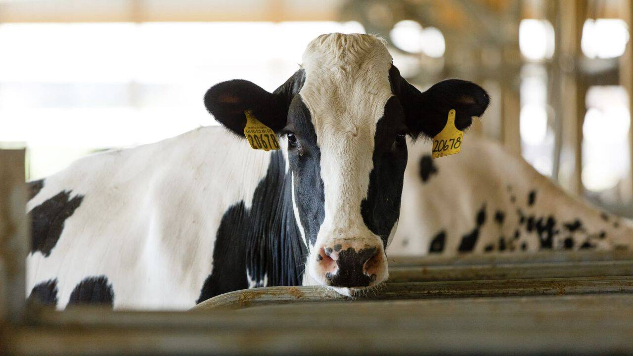 o vaca din rasa Holstein