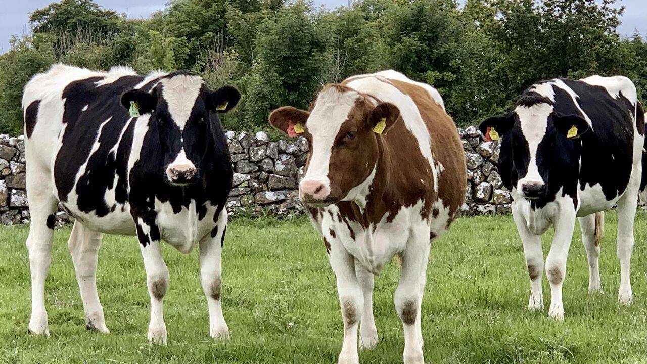 3 vaci din rasa Holstein Friesian