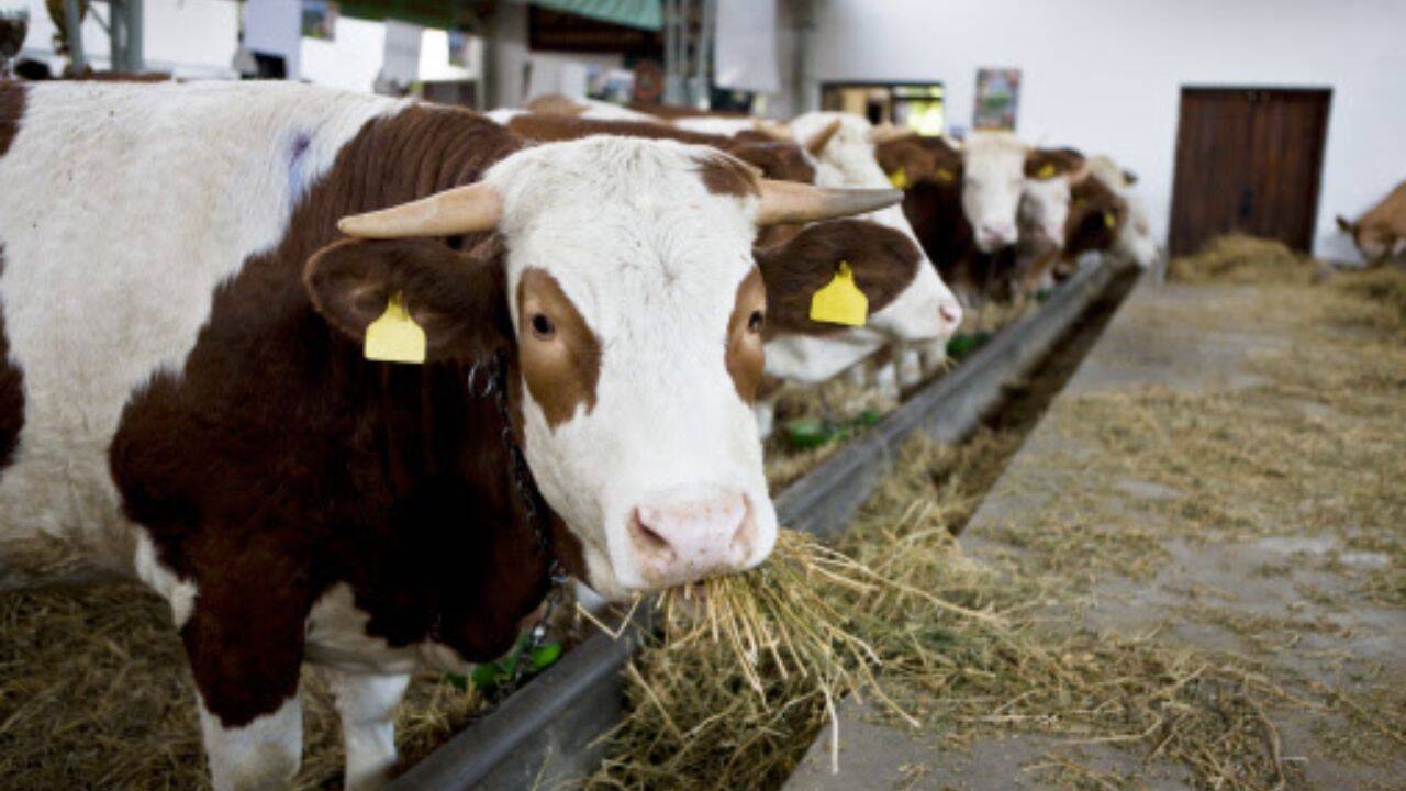 mai multe vaci tinute in interior care se hranesc