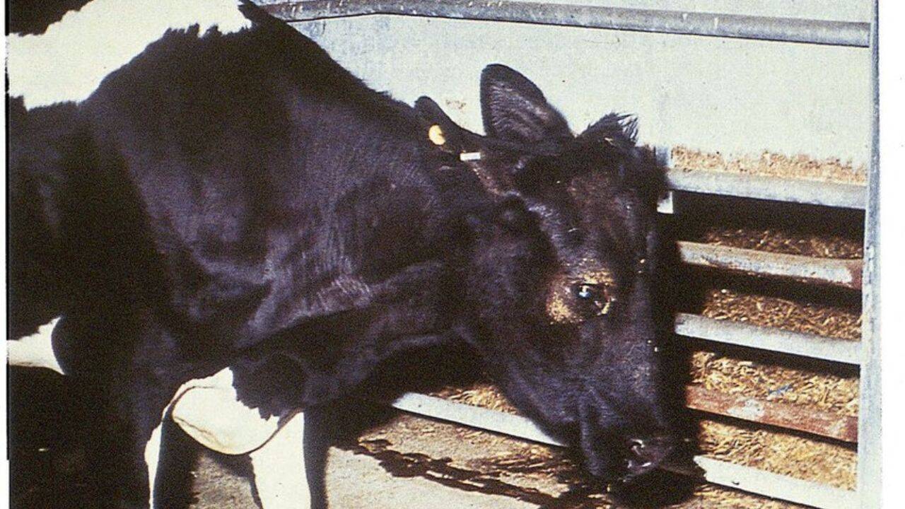 o vaca infectata cu ESB