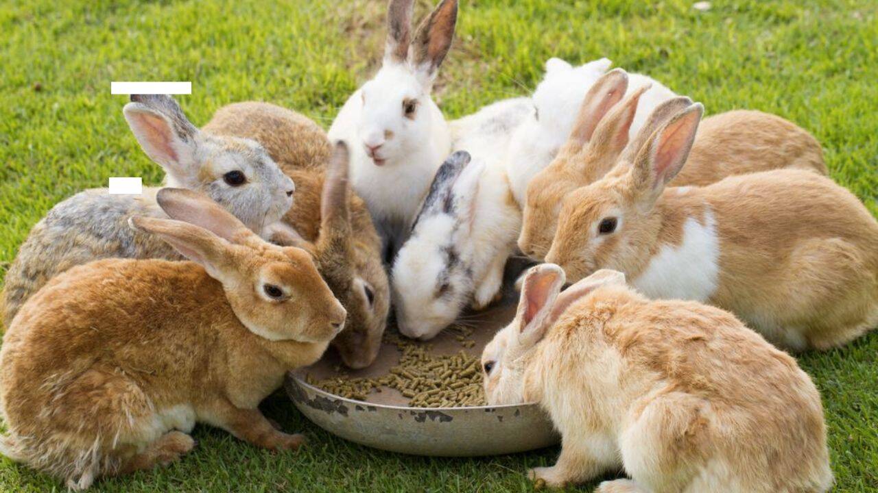 mai multi iepuri care se hranesc