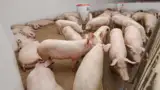 porci-pesta-salvati