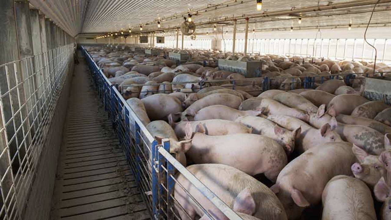 o ferma de porci 