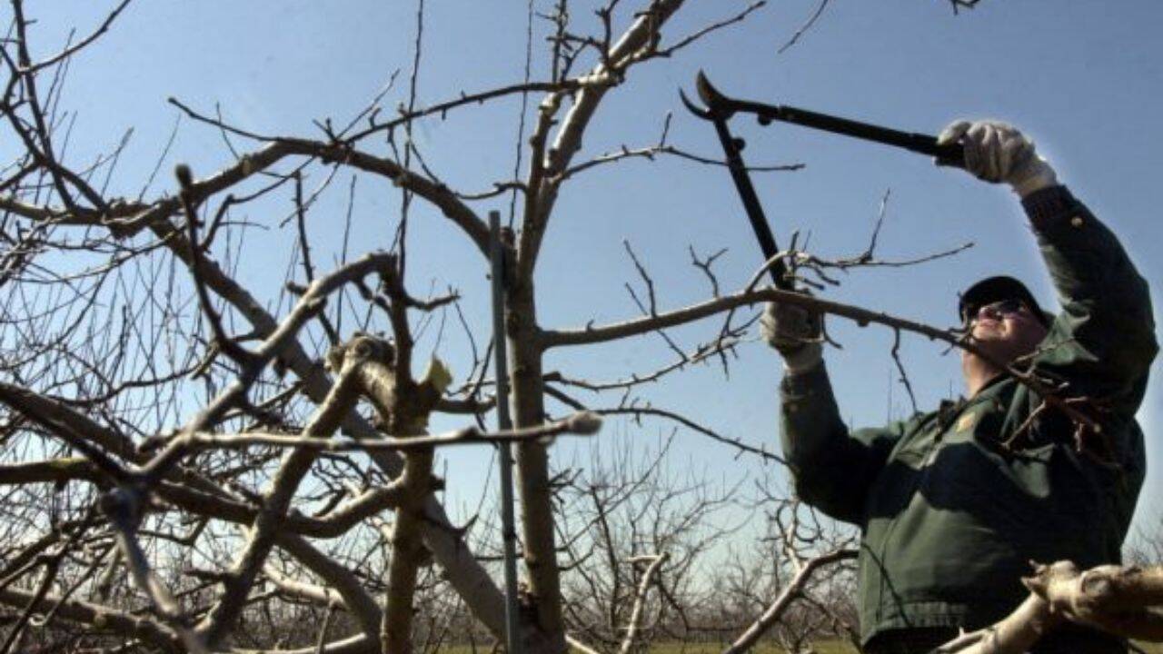 o persoana care taie crengile unui pom