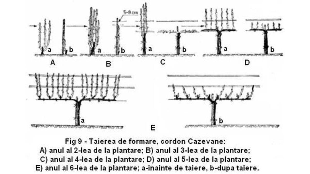 o schita cu metoda de taiere cordonul Cazenave