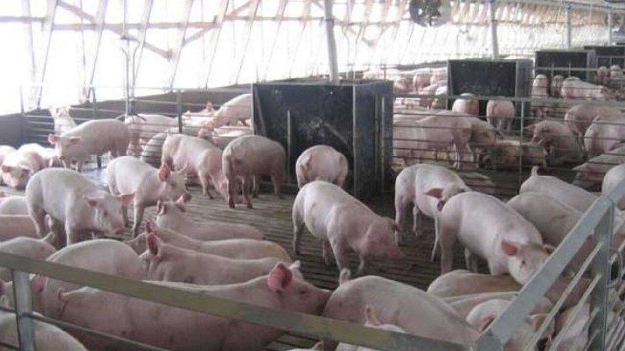 Ferma Porci Girov Neamt Contact Preț porci 2023. Cu cât se vinde un porc sau un purcel la poarta unei ferme  din România