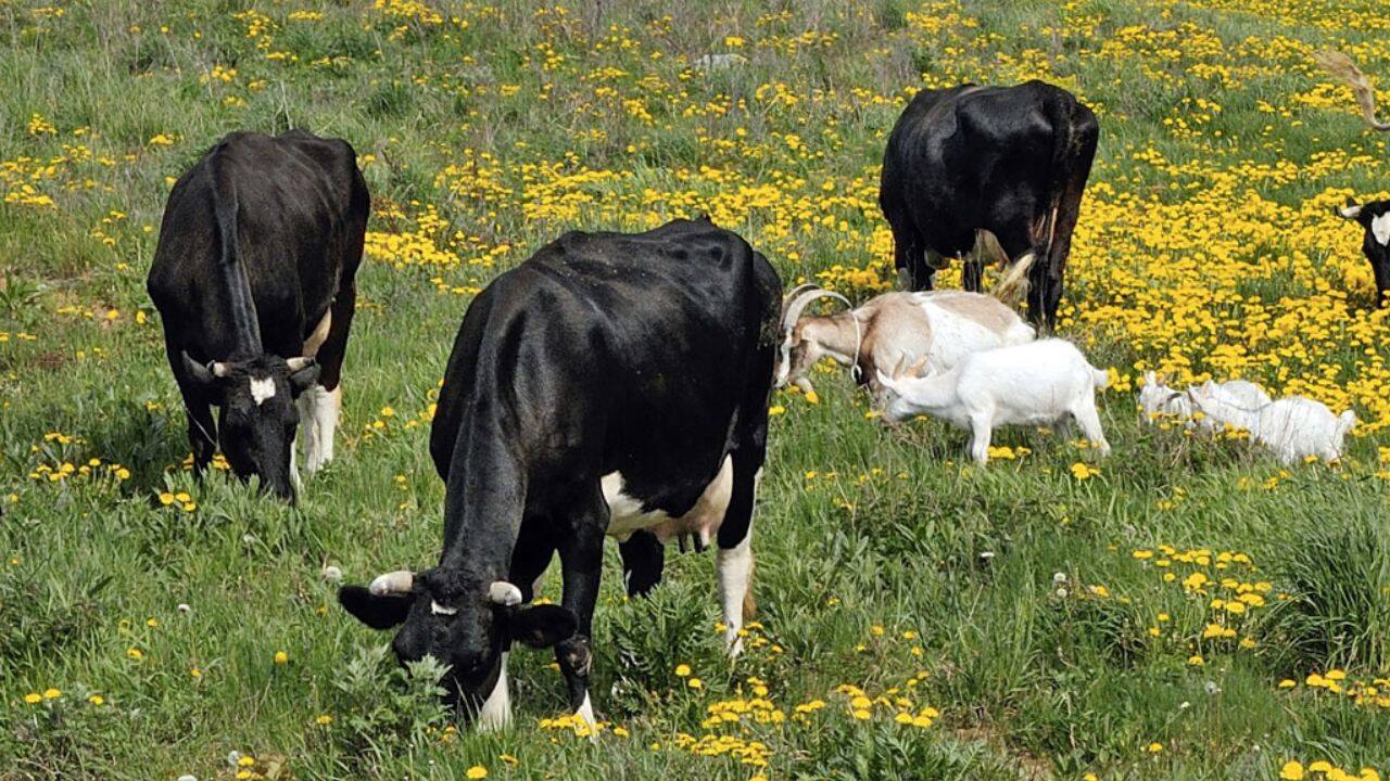 vaci si capre pascand pe pasune