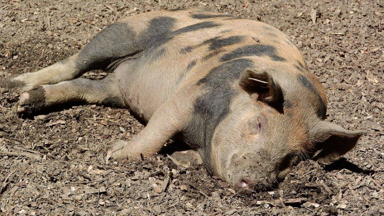 un porc care sta intins pe pamant