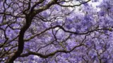 jacaranda-copacul-violet