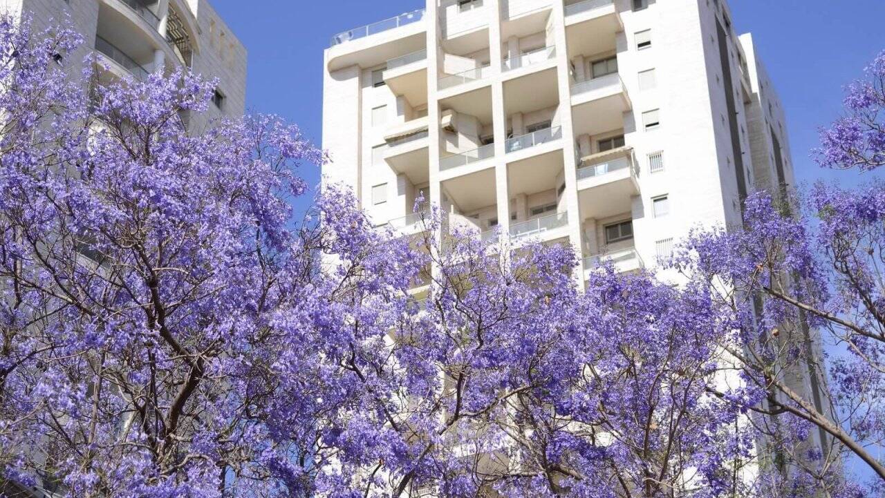 jacaranda-copacul-violet
