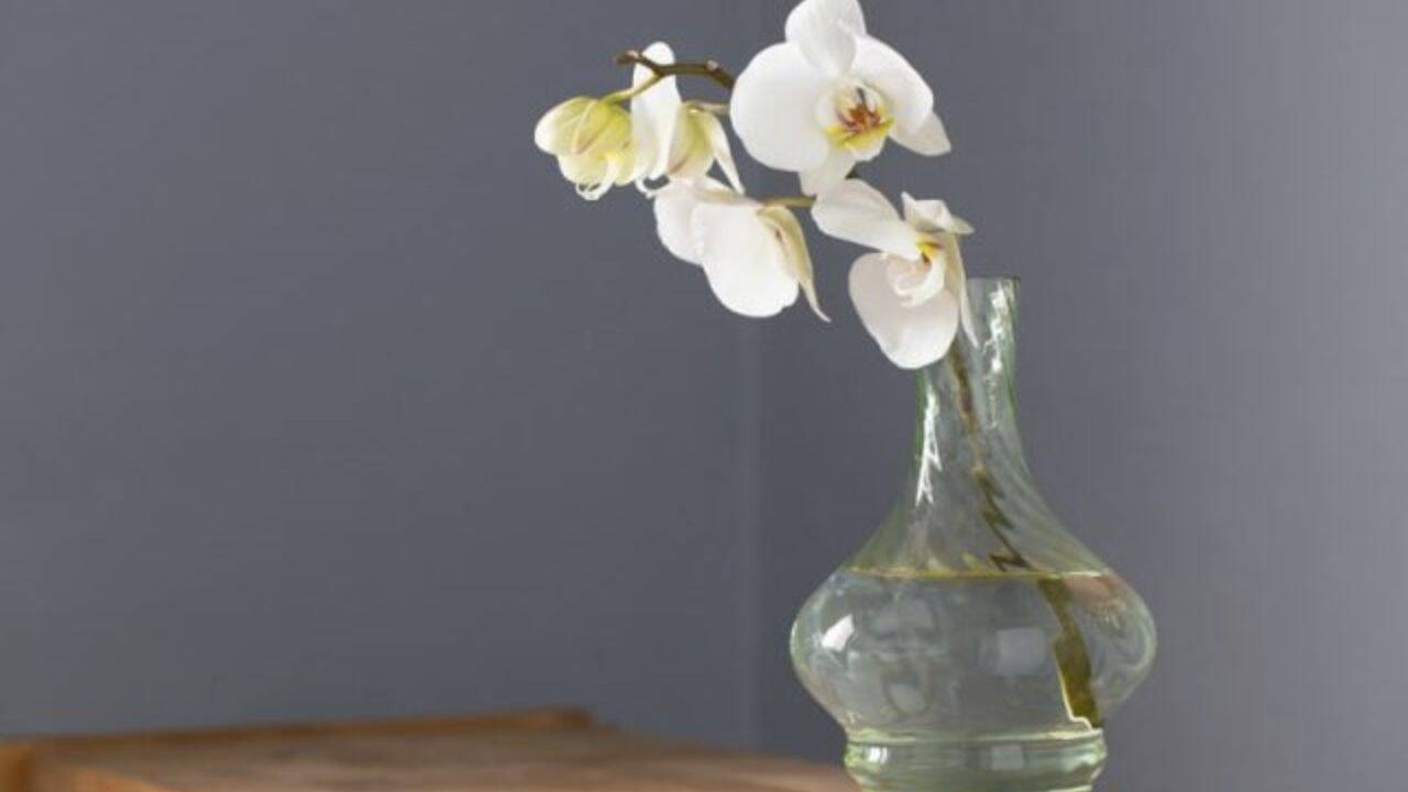 orhidee in vaza