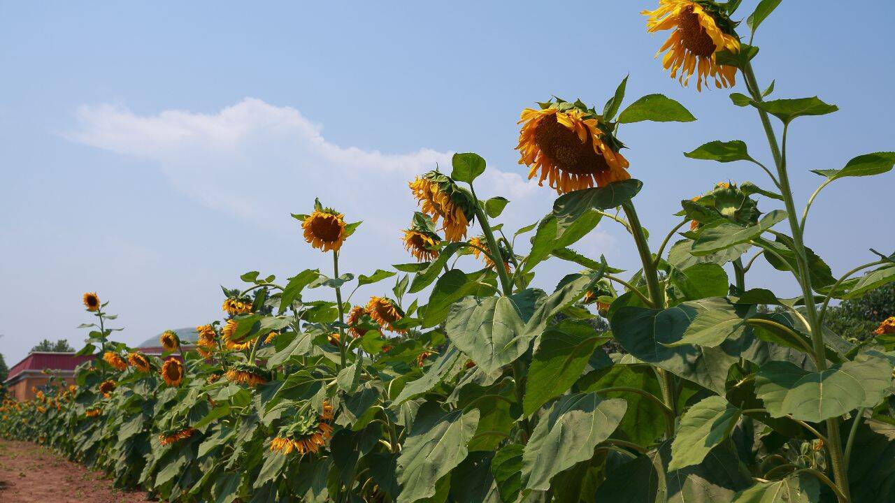 Tehnologia Clearfield, o veritabilă revoluție în cultivarea florii-soarelui