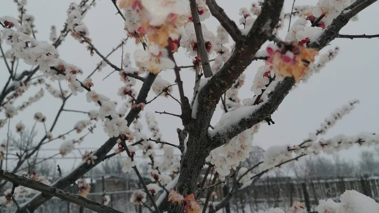 iarna-aprilie-ninsori-anm-pomi