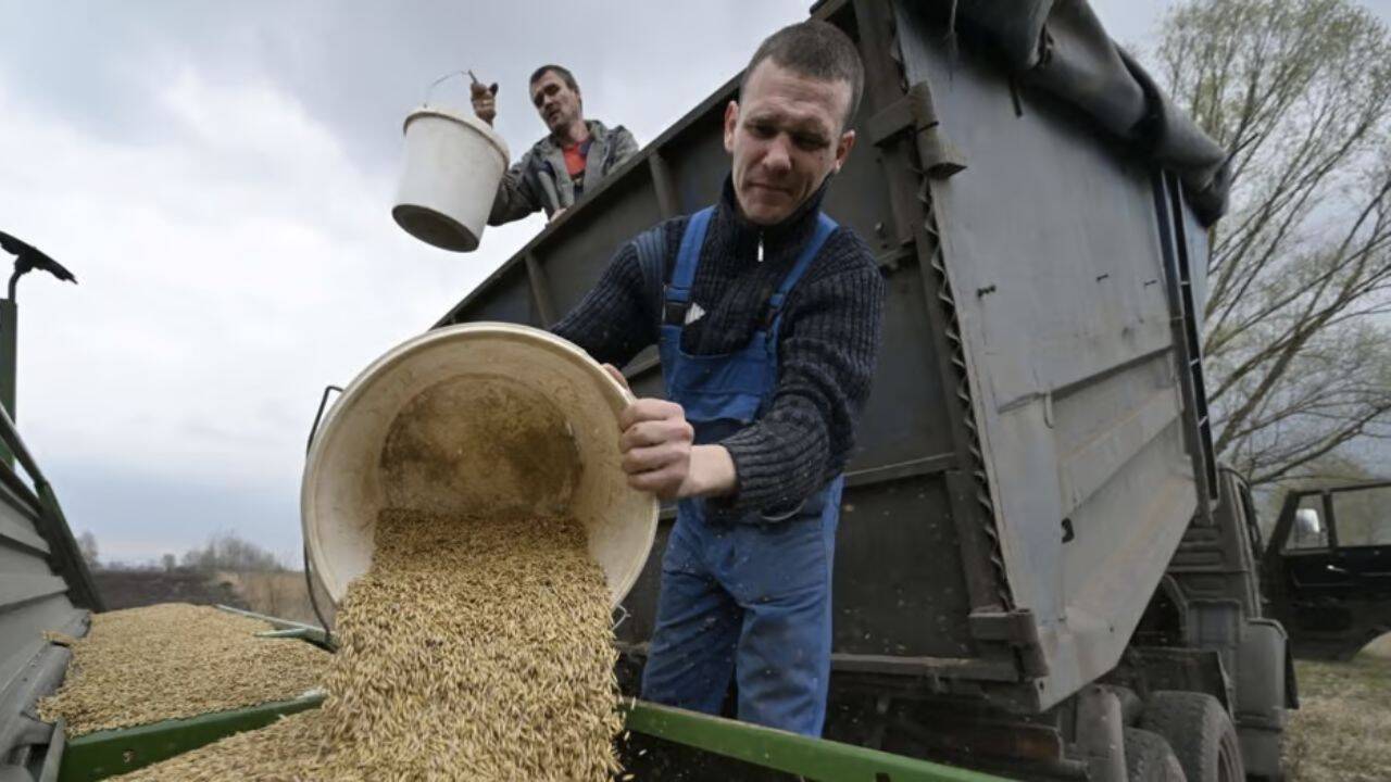 fermieri care varsa cereale