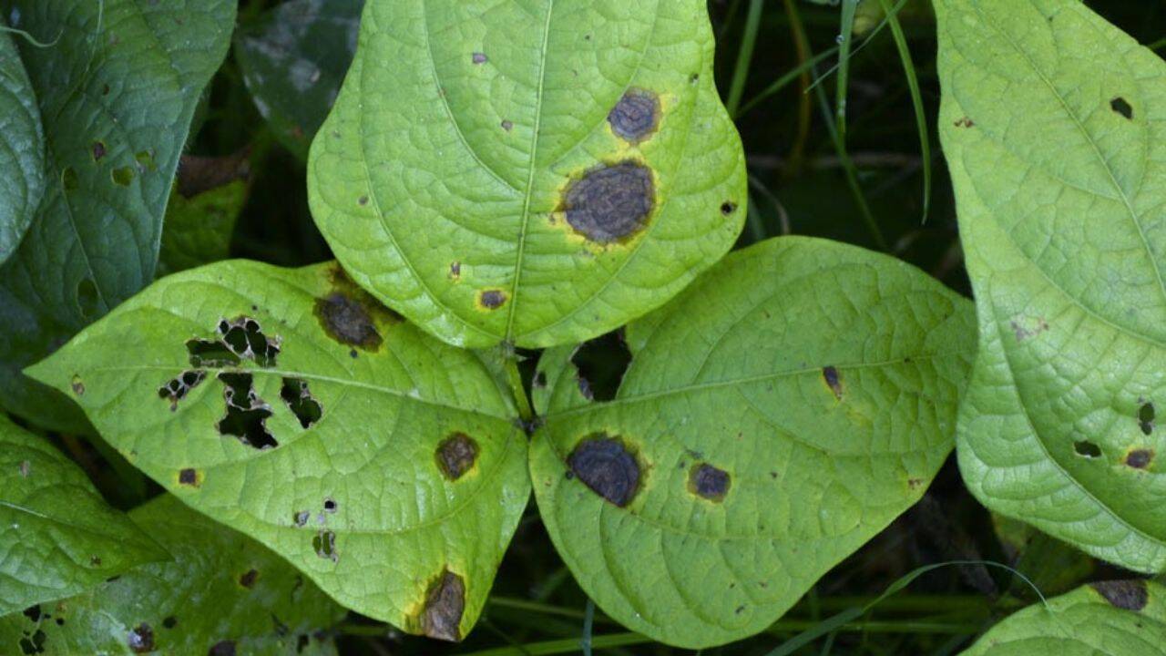 frunze de fasole infectate cu antracnoza