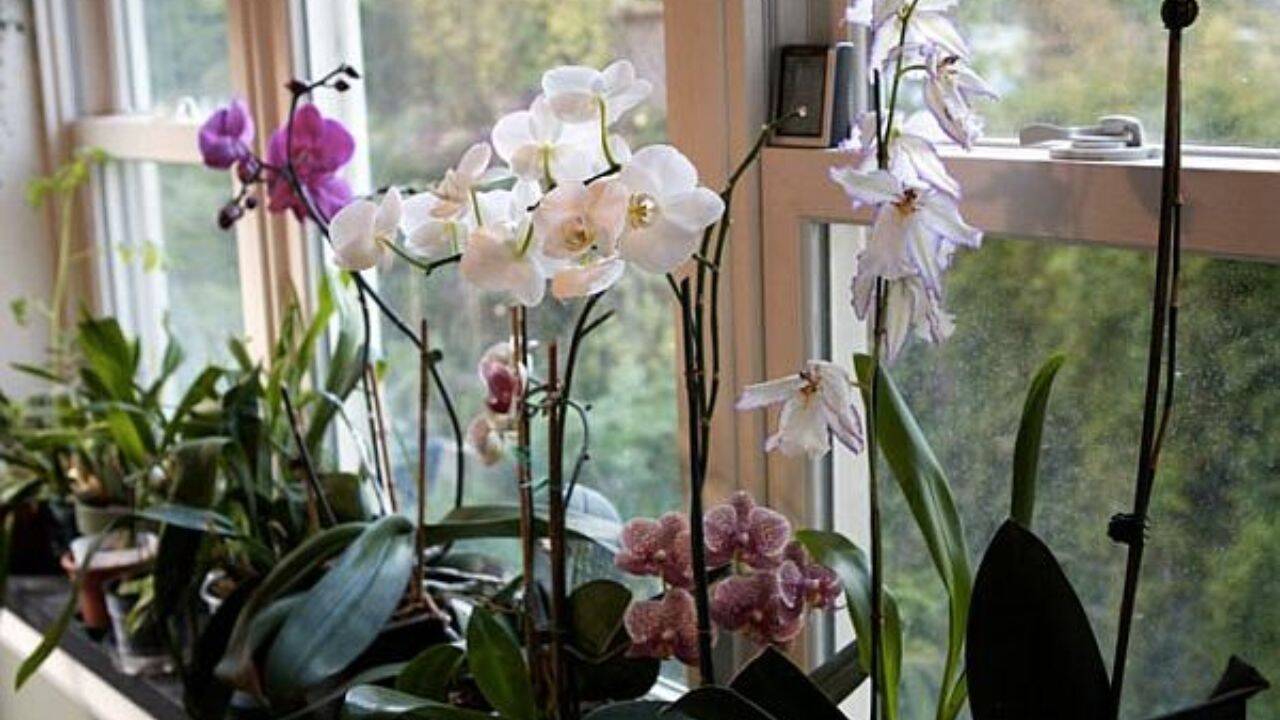 mai multe orhidee