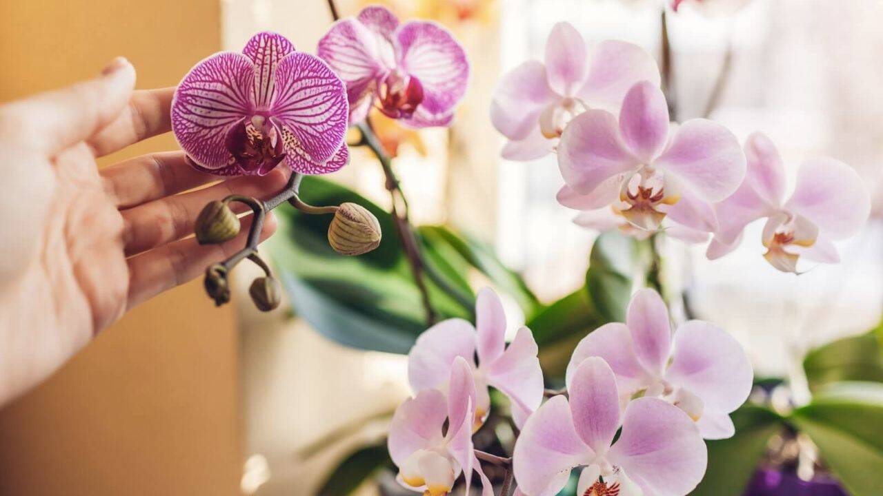 orhidee de diferite culori