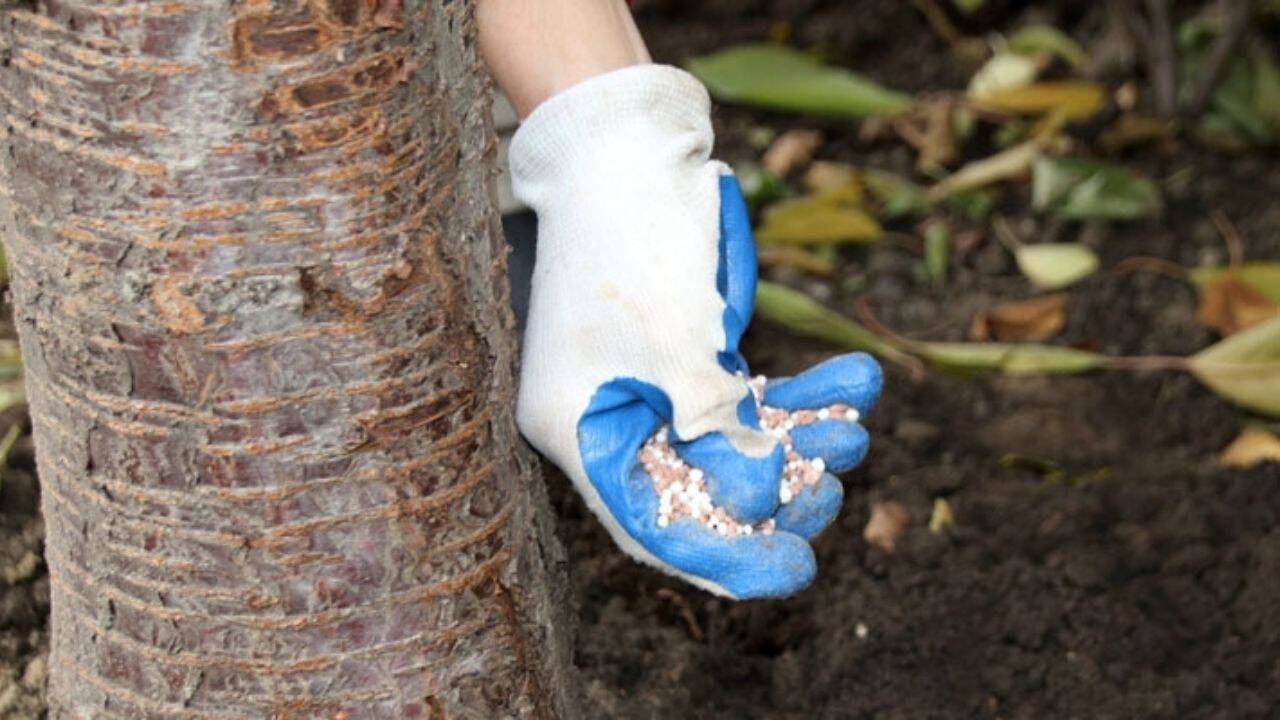 o persoana care aplica fertilizant la baza unui pom 
