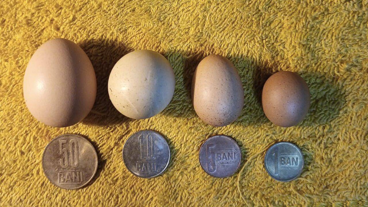 mai multe oua puse deasupra unor monede de dimensiuni diferite 