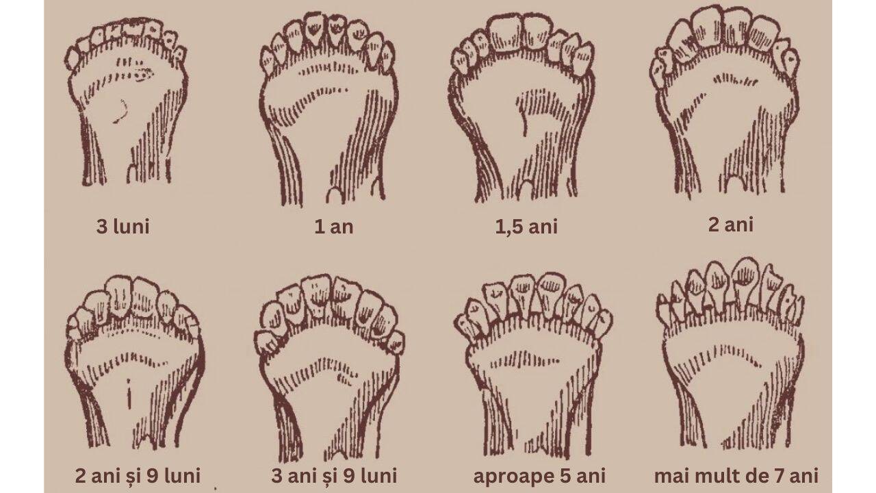 evolutia dintilor in functie de varsta 