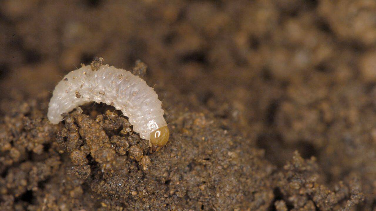larva gargaritei semintelor de rapita